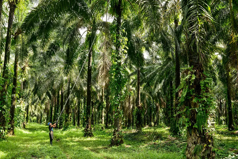 Plantação de palmeiras