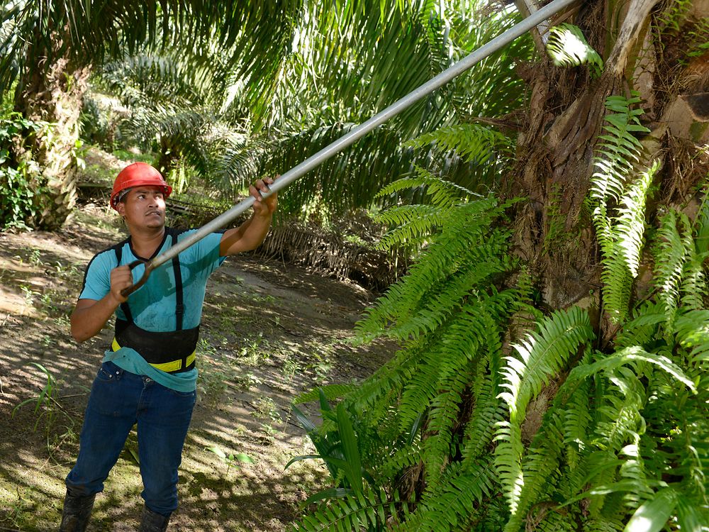 um homem a colher frutos da palmeira numa floresta de palmeiras