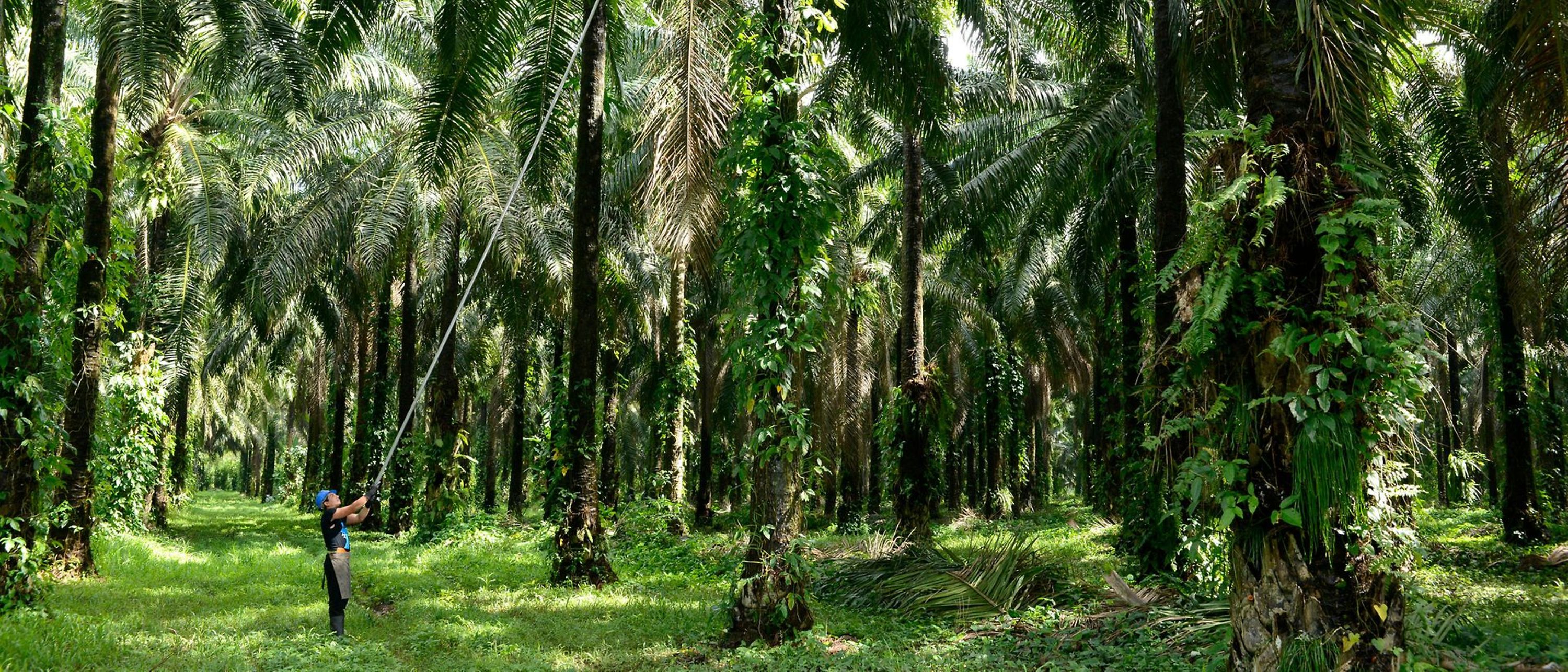 Homem a colher frutos da palmeira numa floresta de palmeiras