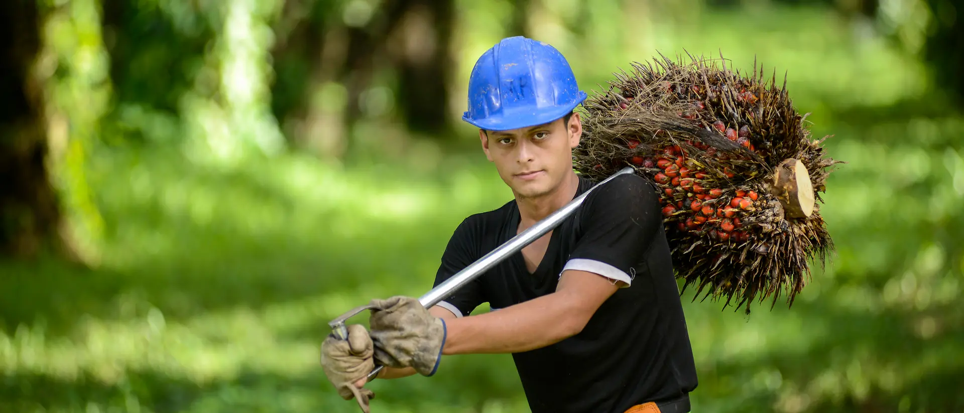 Trabalhador com capacete azul, a carregar frutos de palmeira numa plantação de palmeiras