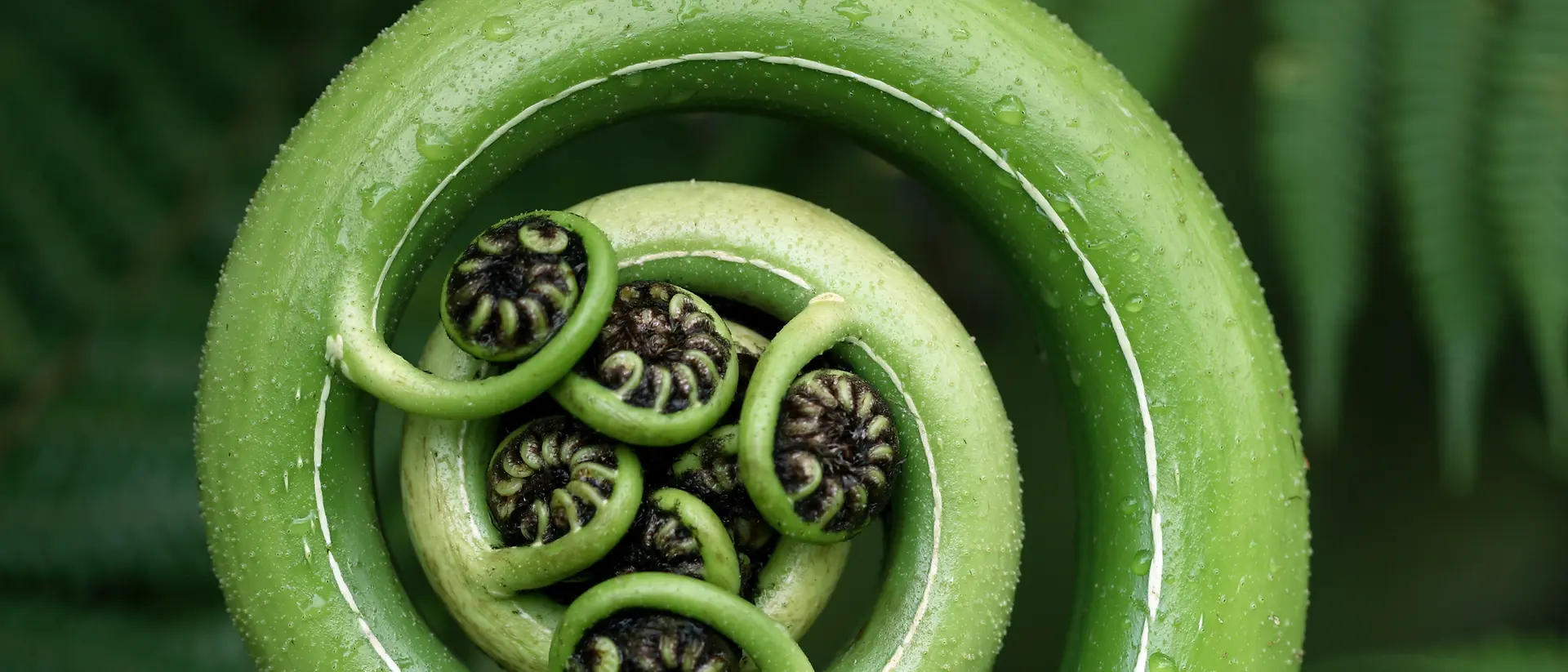 Um close-up de uma fronde de feto verde a desenrolar-se, em forma de espiral, com pequenas folhas enroladas no centro, rodeada por exuberantes folhas de feto verde.