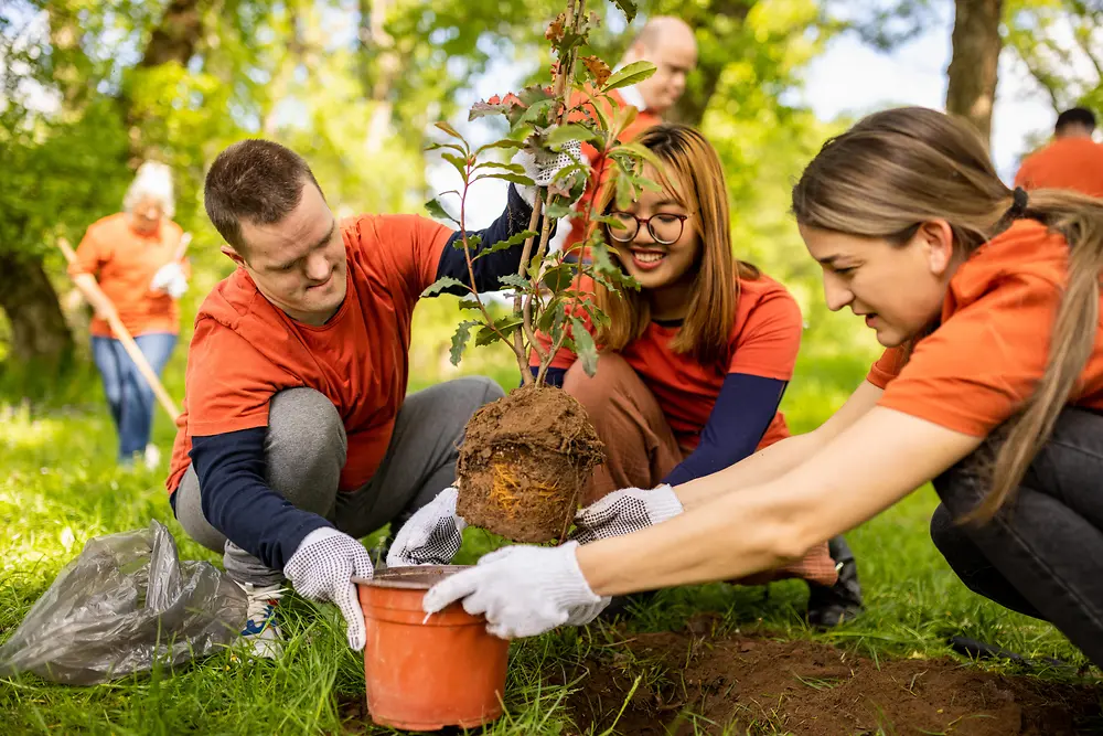 Várias pessoas a trabalhar em conjunto ao ar livre para plantar uma árvore jovem numa zona relvada e ensolarada do parque.