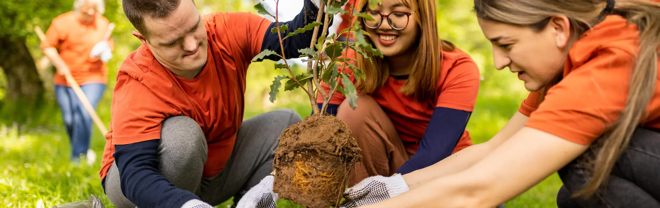 Várias pessoas a trabalhar em conjunto ao ar livre para plantar uma árvore jovem numa zona relvada e ensolarada do parque.