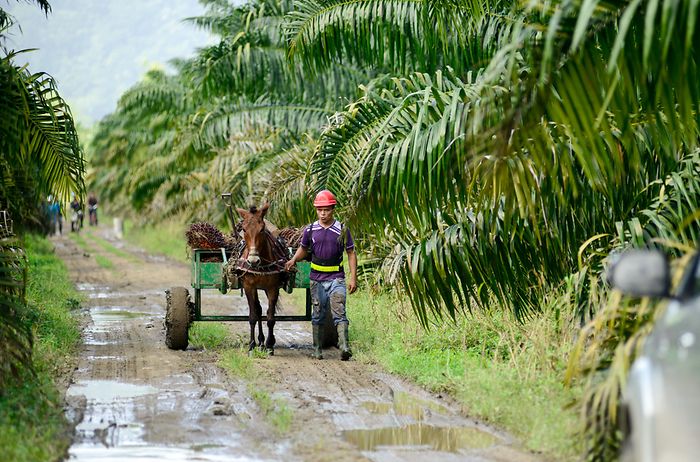 Homem e cavalo na plantação de óleo de palma sustentável nas Honduras.